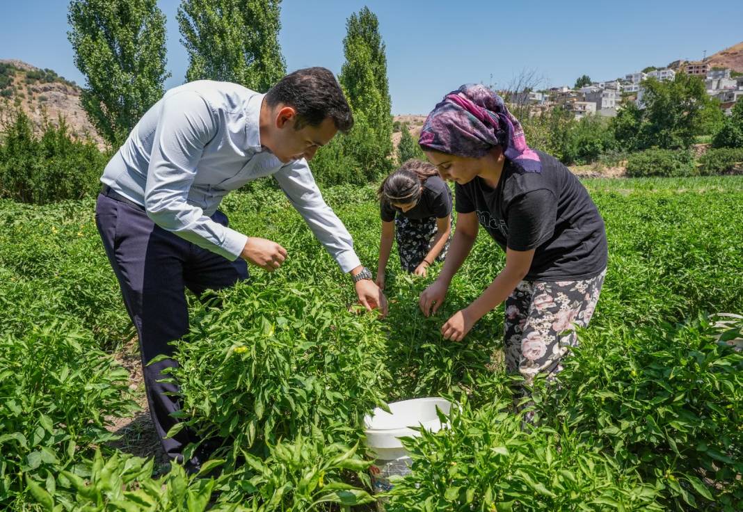 Sezonu geldi: Haftada 250 kilogramı Almanya ve İsviçre'ye yollanıyor 1